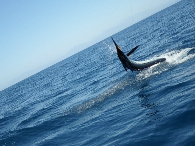  On the high seas 